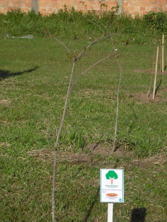 23/05/2010 - Loteamento Koch